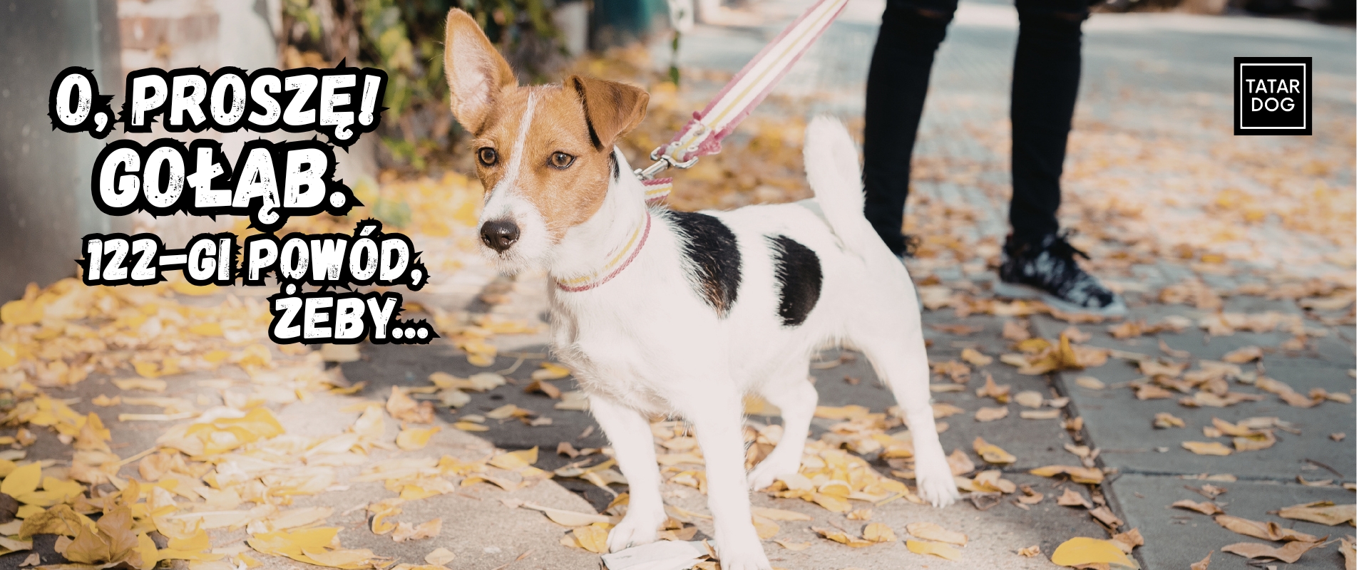 piec ciągnący na smyczy